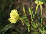 Narrowleaf evening-primrose